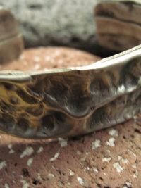 Fold form German silver cuff bracelet